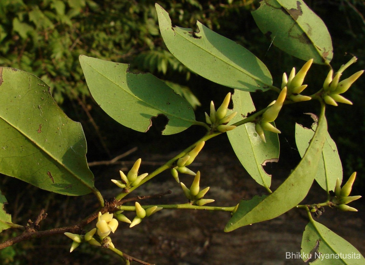 Diospyros oocarpa Thwaites